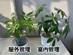 屋外管理と室内管理のパキラの違い