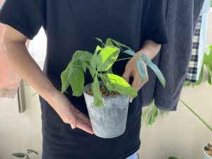 手で持ち上げたパキラの鉢植え