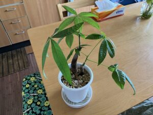 室内に置いたパキラの鉢植え